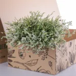 Limonium / Caspia-White 2 Limonium Caspia-White (3)