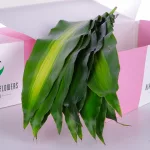 Massangeana