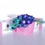 Orchids Dendrobium Blue in Pink Box 1 Orchid Dendrobium Blue