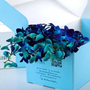 Orchid Dendrobium Blue