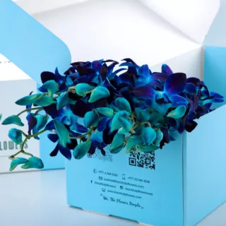 Orchid Dendrobium Blue