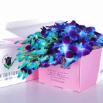 Orchid Dendrobium Blue