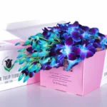 Orchids Dendrobium Blue in Pink Box 2 Orchid Dendrobium Blue