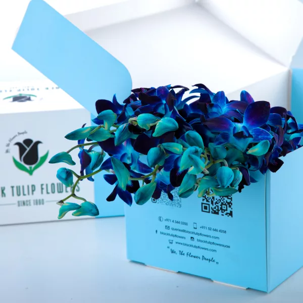 Orchid Dendrobium Blue 03