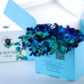 Orchids Dendrobium Blue in Blue Box