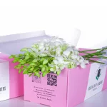 Orchid Dendrobium White