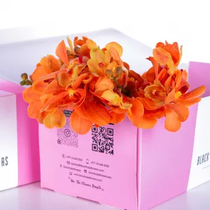 Orchid Mokara Isabel Orange