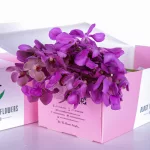 Orchid Mokara Jabkuan Pink 01