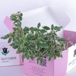 Pittosporum