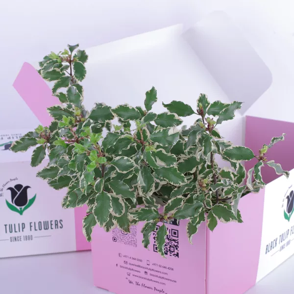 Pittosporum