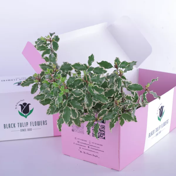 Pittosporum