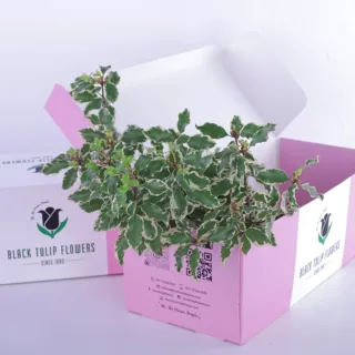 Pittosporum