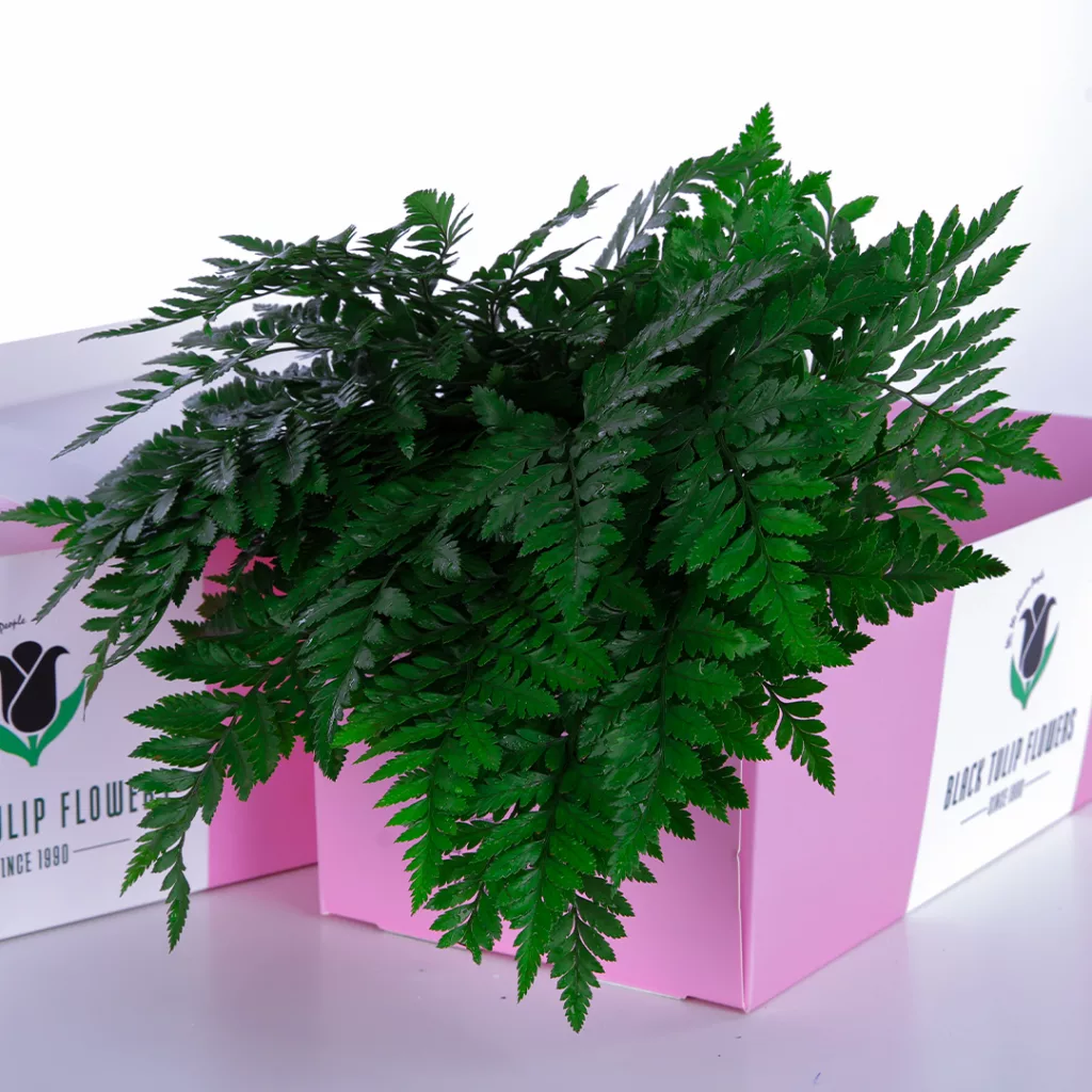 S Fern S Fern