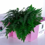 Singapore Fern 2 S Fern