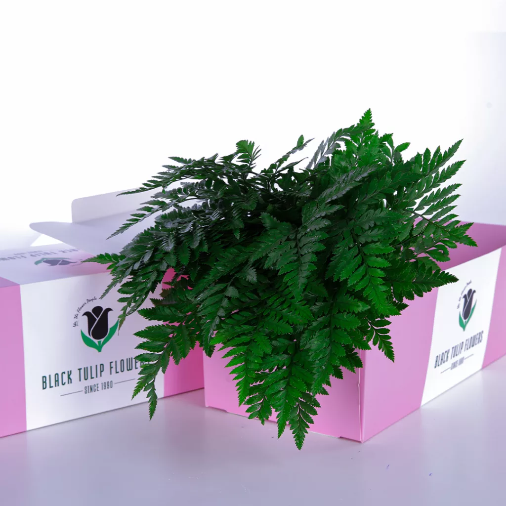 S Fern A cardboard box filled with lush Singapore Ferns, showcasing their vibrant green foliage and delicate fronds.