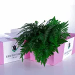 Singapore Fern 1 S Fern