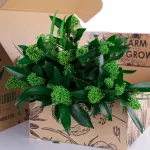 Skimmia Green