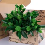 Skimmia Green