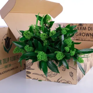 Skimmia Green