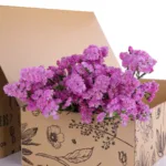 Statice Pink