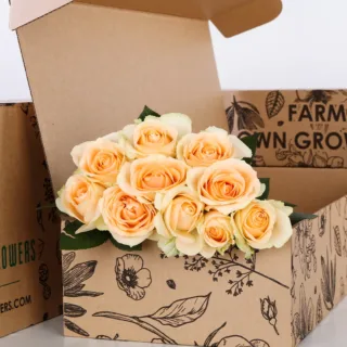 Rose Peach