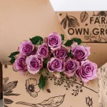 Rose Purple