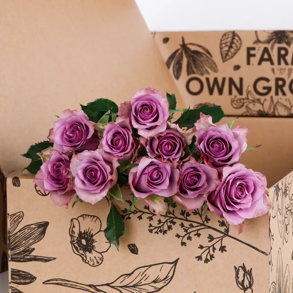 Rose Purple