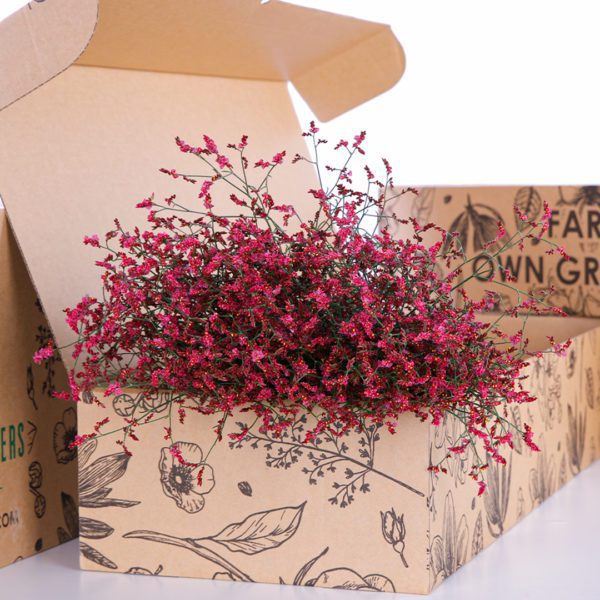 Limonium/Caspia - Red