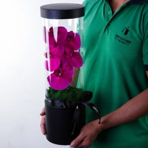 Affectionate Phalaenopsis flower box by Black Tulip Flowers.