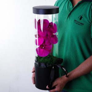 Affectionate Phalaenopsis flower box by Black Tulip Flowers.