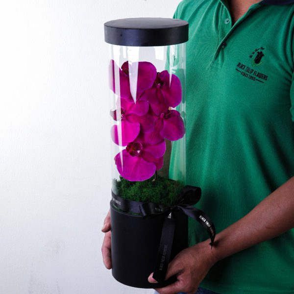 Affectionate Phalaenopsis flower box by Black Tulip Flowers.
