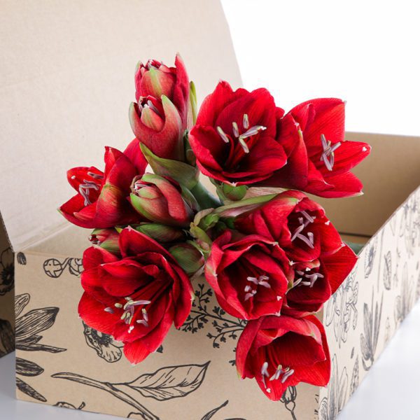 Amaryllis Red