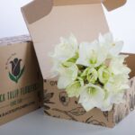 Amaryllis White