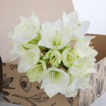 Amaryllis White