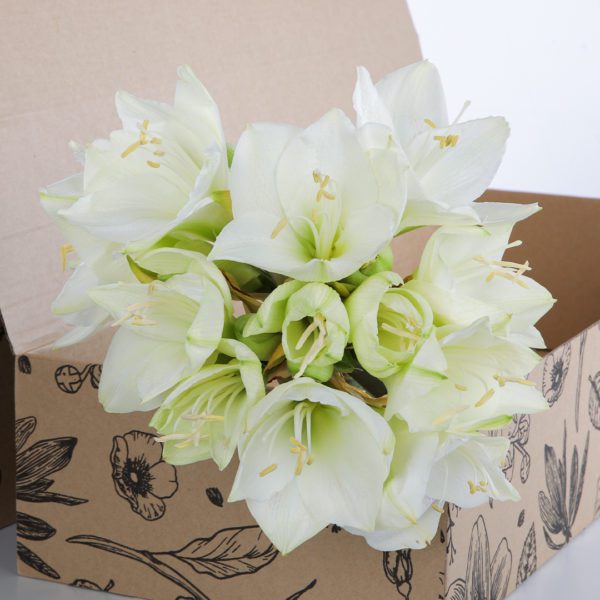 Amaryllis White