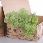 Ammi Majus White 02