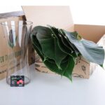 Anthurium Leaves