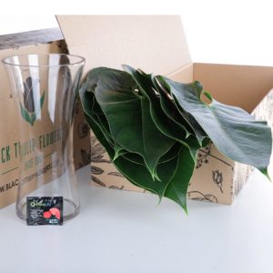 Anthurium Leaves