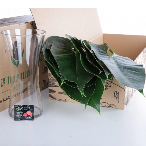 Anthurium Leaves
