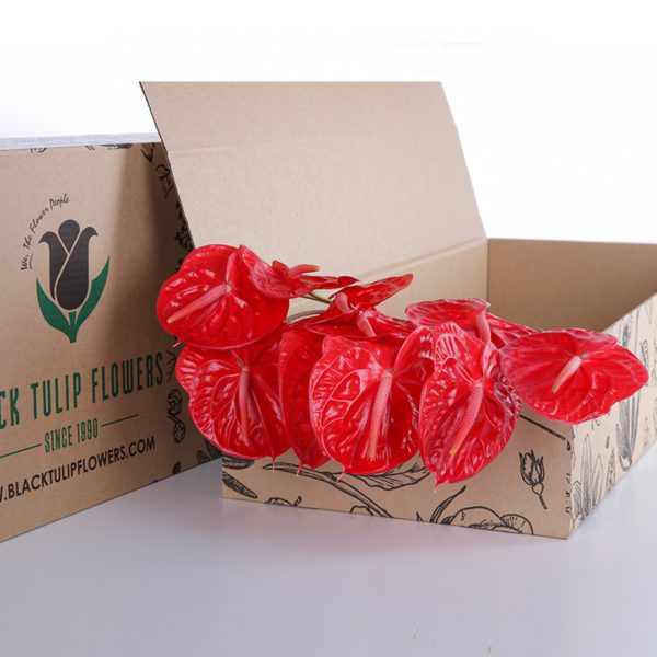 Anthurium Osaki Red
