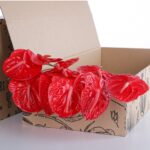 Anthurium Osaki Red 02