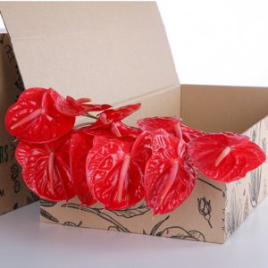 Anthurium Osaki Red