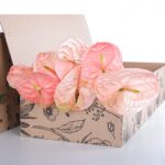 Anthurium Peach