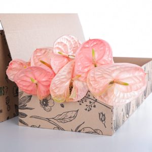 Anthurium Peach