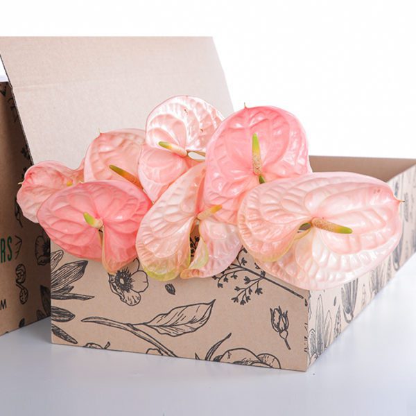 Anthurium Peach
