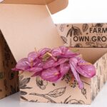 Anthurium Purple (5)