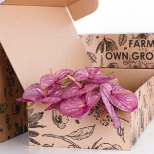 Anthurium Purple