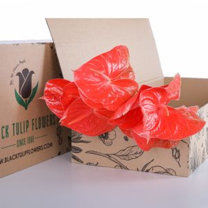 Anthurium Red