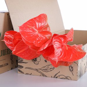 Anthurium Red