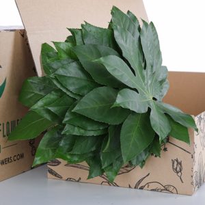 Aralia Leaves